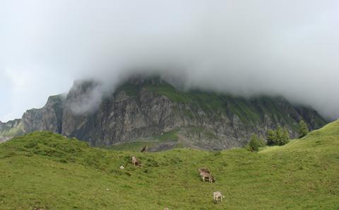 Alpine cattle in the Canton of Schw